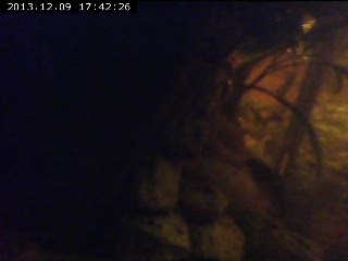 Live Webcam - Gubbies Schwertträger und die Antennenwelze hatten alle schon einmal Nachwuchs.
