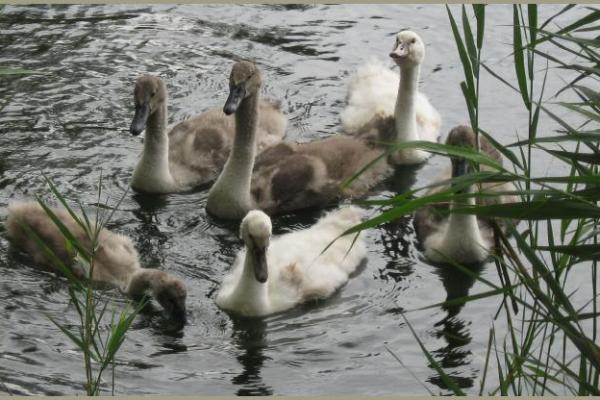 12.-13.08.2011 18. Countryfest des Countryclubs Eastside im Naturschwimmbad Heldrungen mit Liveband Leo Cober