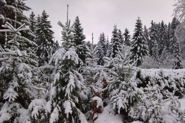 Winterweihnachtswochenende der Sparkle Devils in Meyersgrund 2017