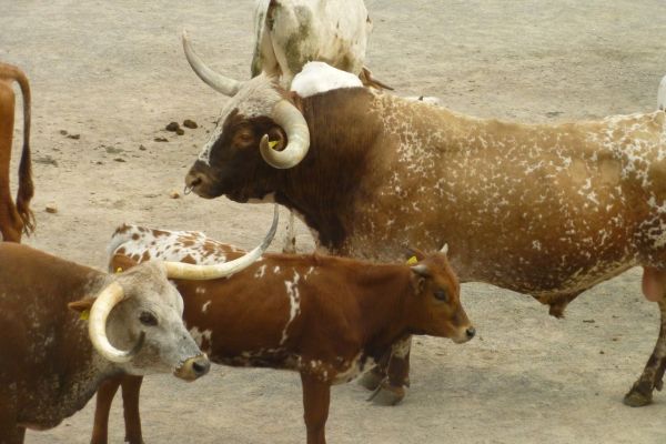 Line-Dance-Weekend vom 25. bis 27.04.2014 in Pullman City Harz