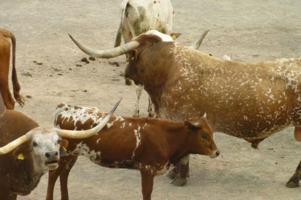 Line-Dance-Weekend vom 25. bis 27.04.2014 in Pullman City Harz