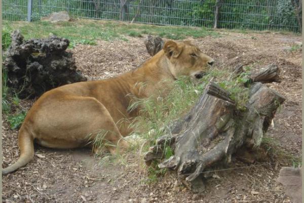 Tropennacht 28.05.2011