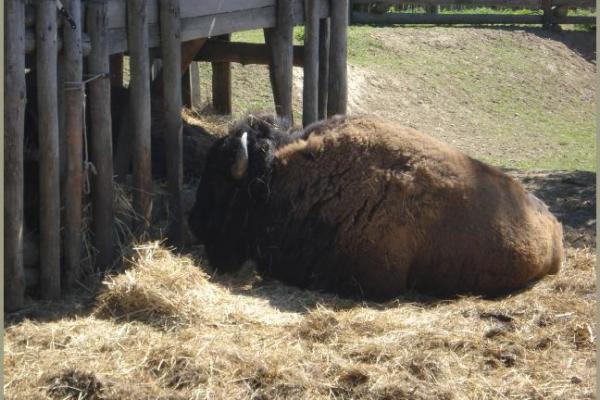 30.04.2011 - Pullmancity Harz Linedanceweekend