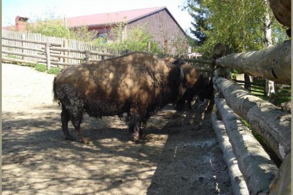 30.04.2011 - Pullmancity Harz Linedanceweekend