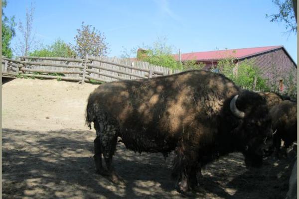 30.04.2011 - Pullmancity Harz Linedanceweekend