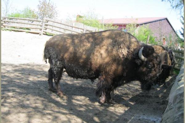 30.04.2011 - Pullmancity Harz Linedanceweekend