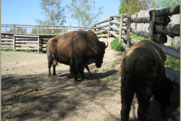 30.04.2011 - Pullmancity Harz Linedanceweekend