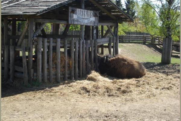 30.04.2011 - Pullmancity Harz Linedanceweekend