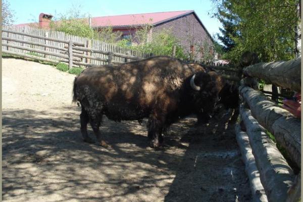 30.04.2011 - Pullmancity Harz Linedanceweekend